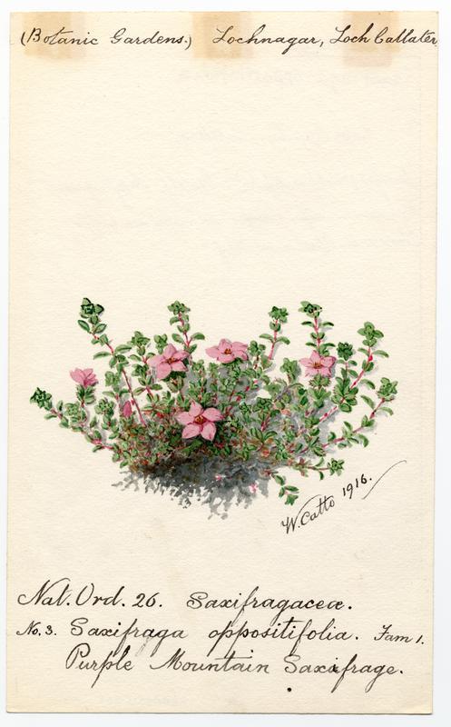 Purple Mountain Saxifrage photo 6