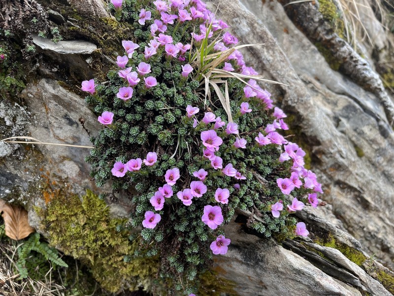 Saxifraga oppositifolia subsp. latina