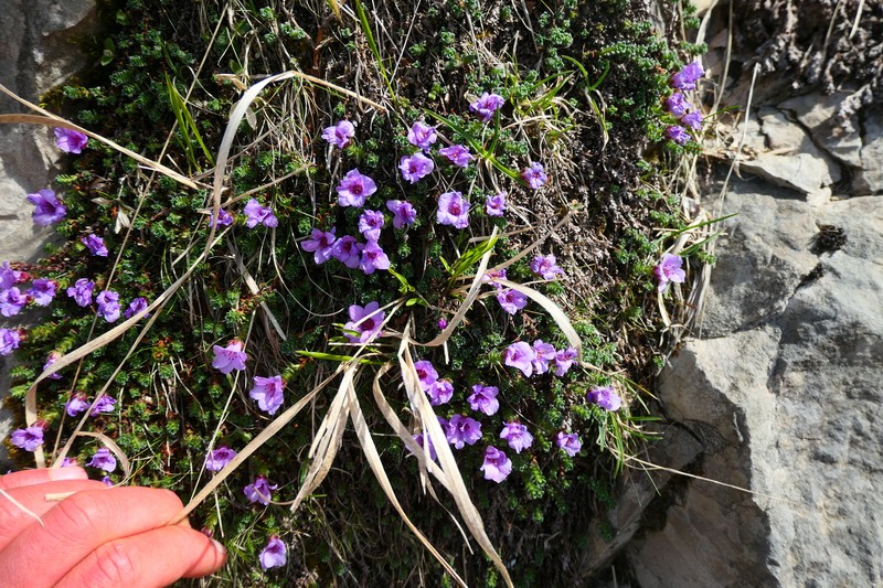 Saxifraga oppositifolia subsp. latina photo 2