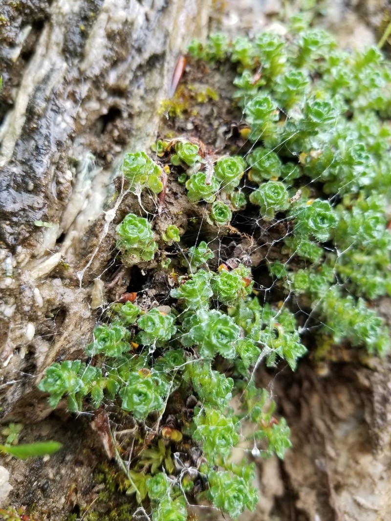 Saxifraga oppositifolia subsp. latina photo 3