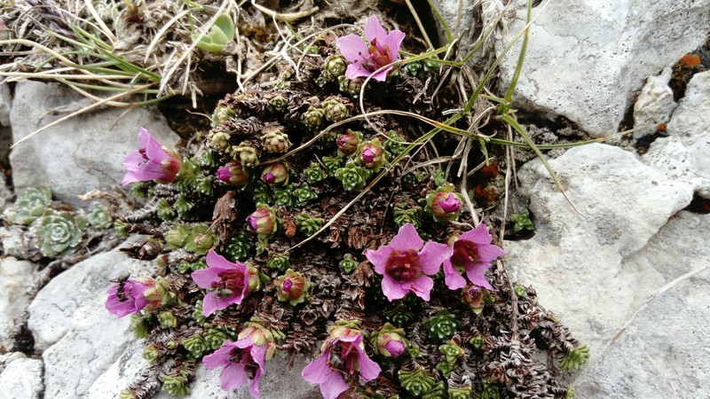 Saxifraga oppositifolia subsp. latina photo 4
