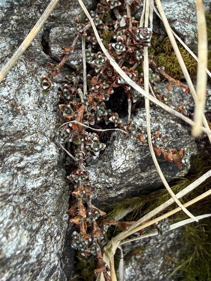 Saxifraga oppositifolia subsp. oppositifolia