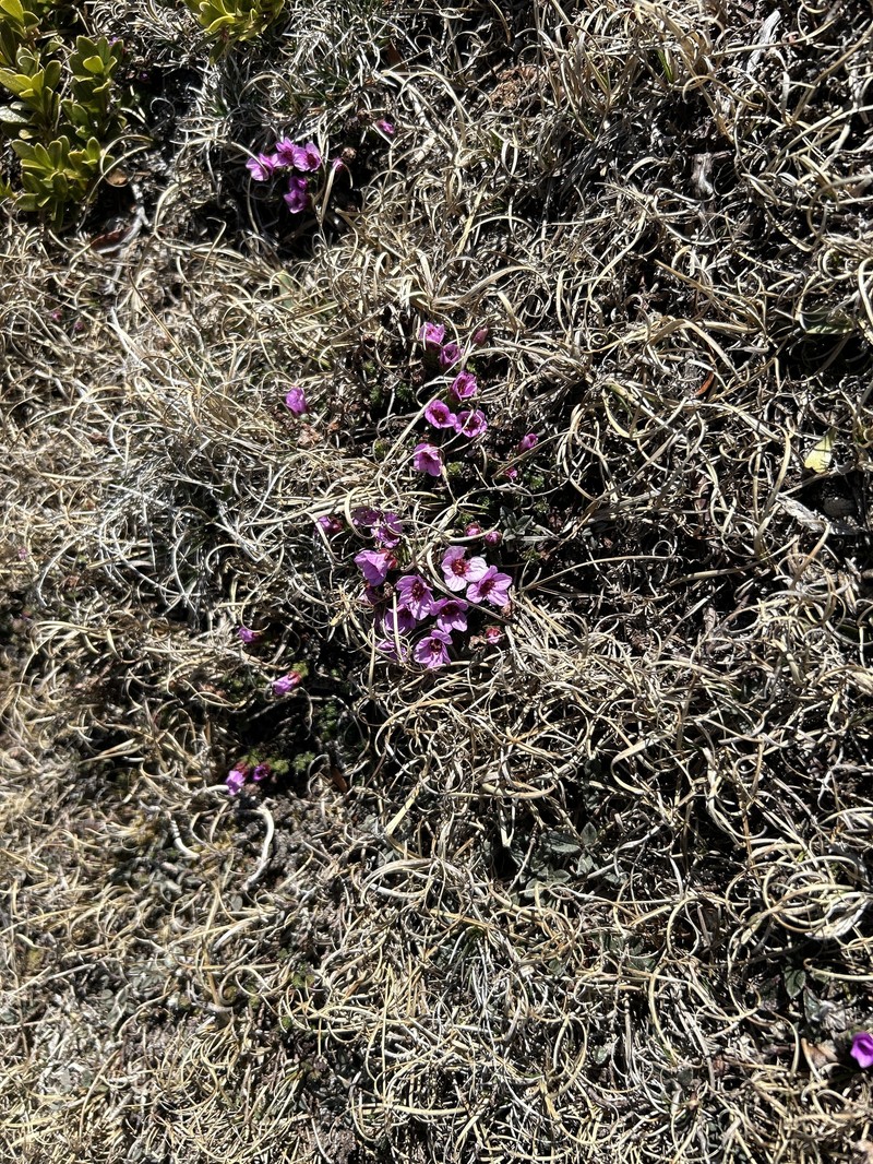 Saxifraga oppositifolia subsp. oppositifolia photo 2