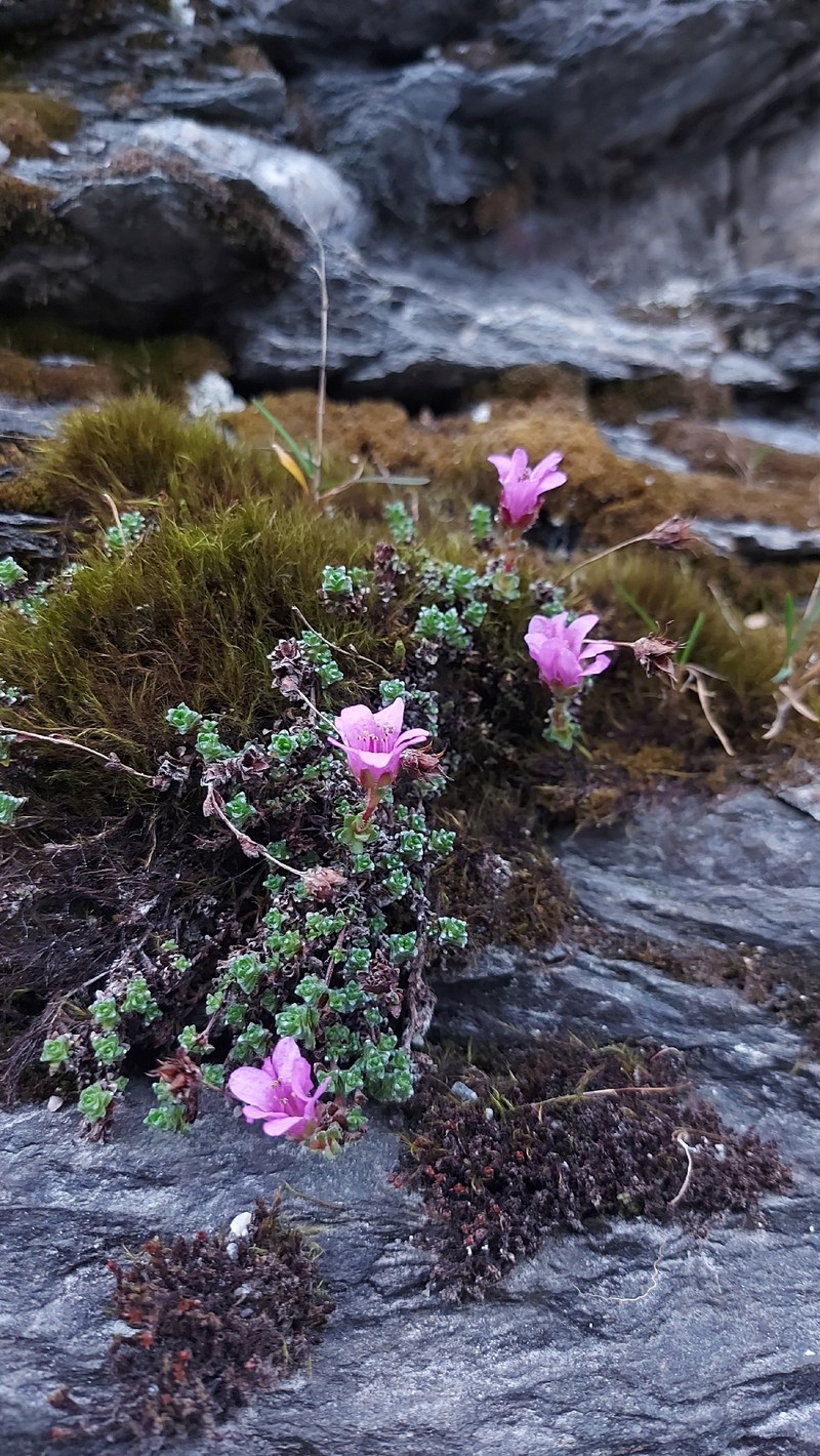 Saxifraga oppositifolia subsp. oppositifolia photo 3