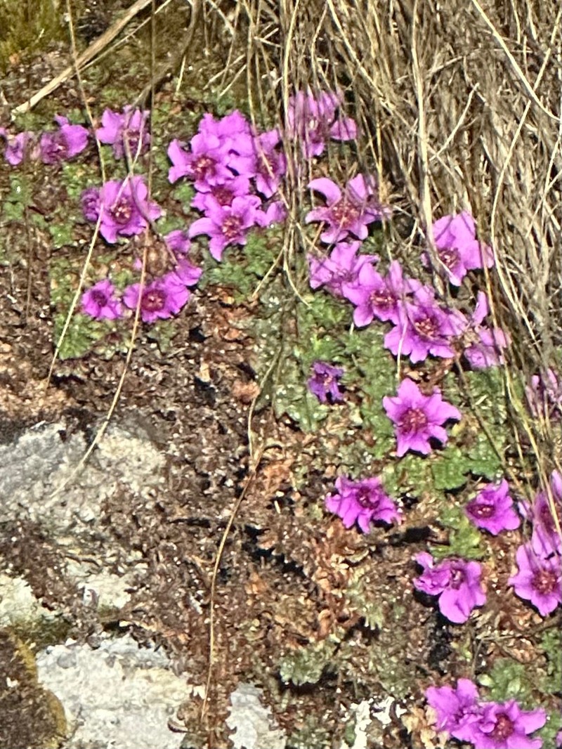 Saxifraga oppositifolia subsp. oppositifolia photo 4