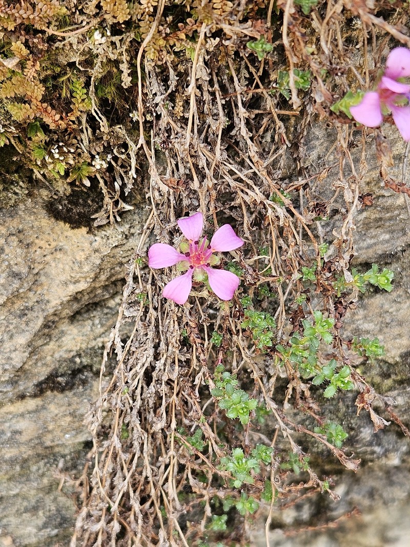 Saxifraga oppositifolia subsp. oppositifolia photo 5