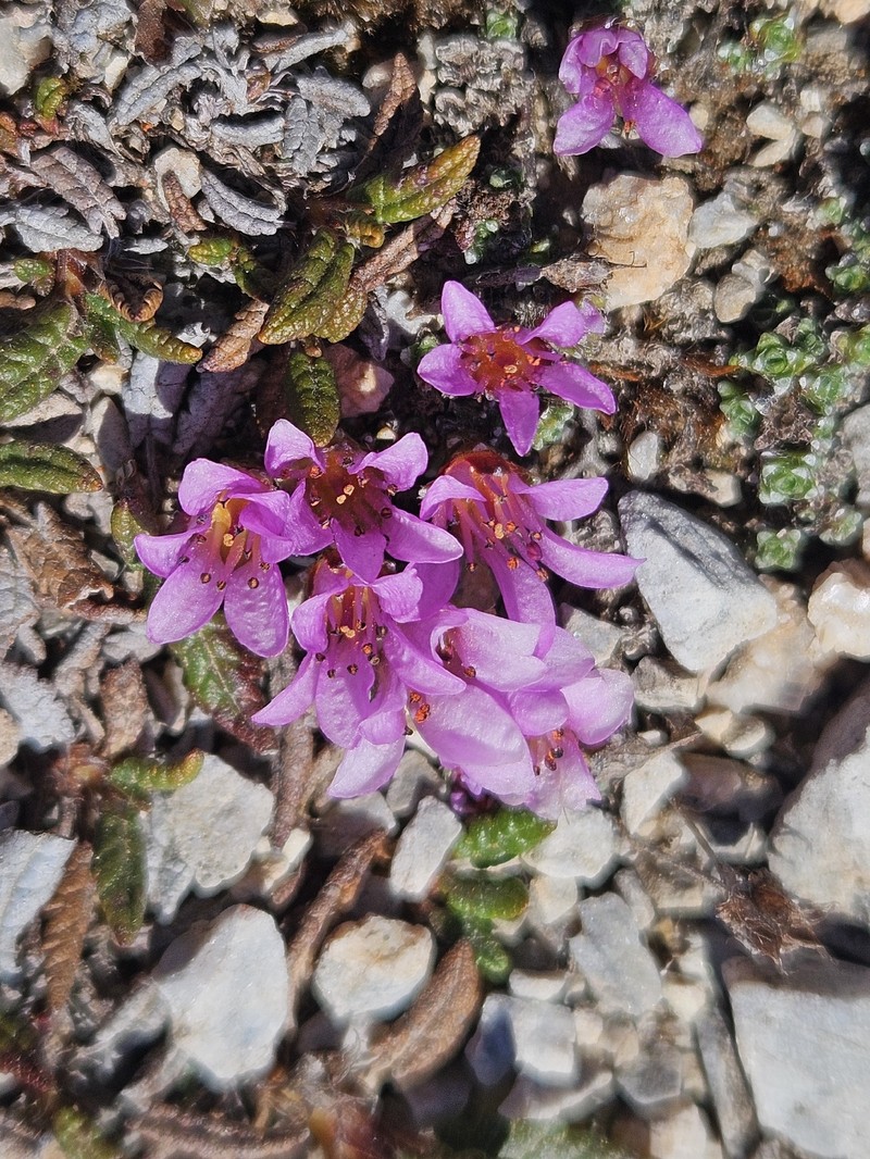 Saxifraga oppositifolia subsp. oppositifolia photo 6