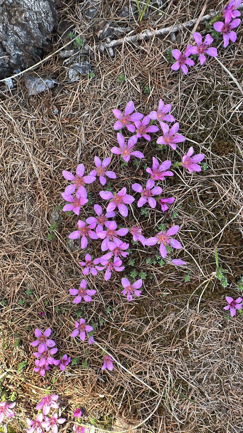 Saxifraga oppositifolia subsp. oppositifolia photo 7