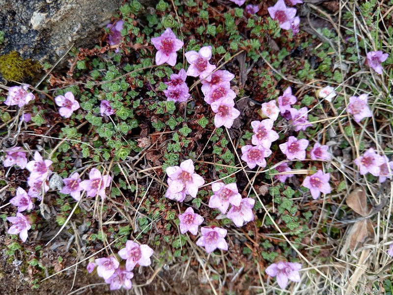 Saxifraga oppositifolia subsp. oppositifolia photo 8