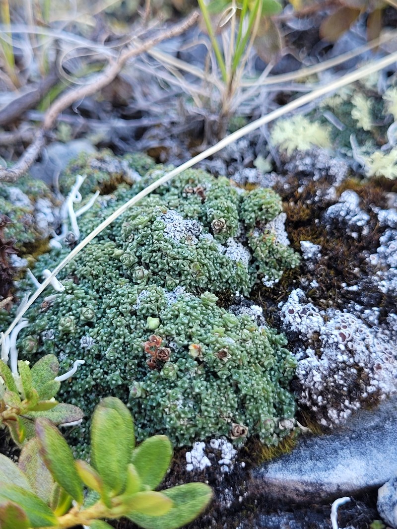 Saxifraga oppositifolia subsp. smalliana