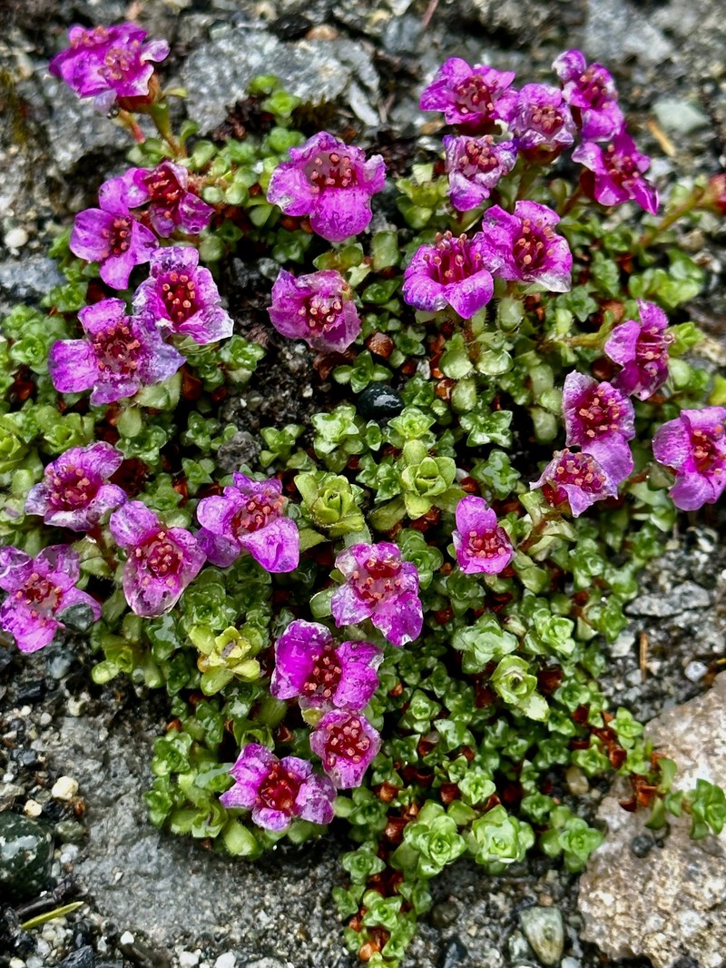 Saxifraga oppositifolia subsp. smalliana photo 2