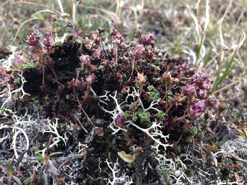 Saxifraga oppositifolia subsp. smalliana photo 3