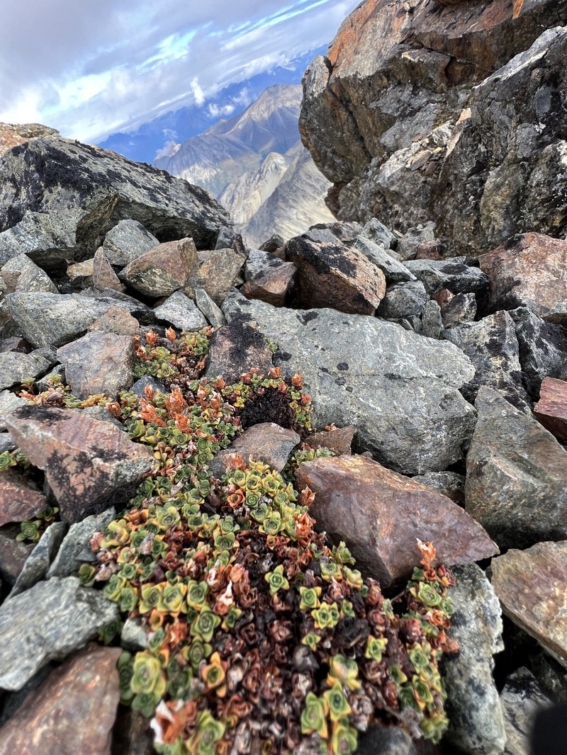 Saxifraga oppositifolia subsp. smalliana photo 4