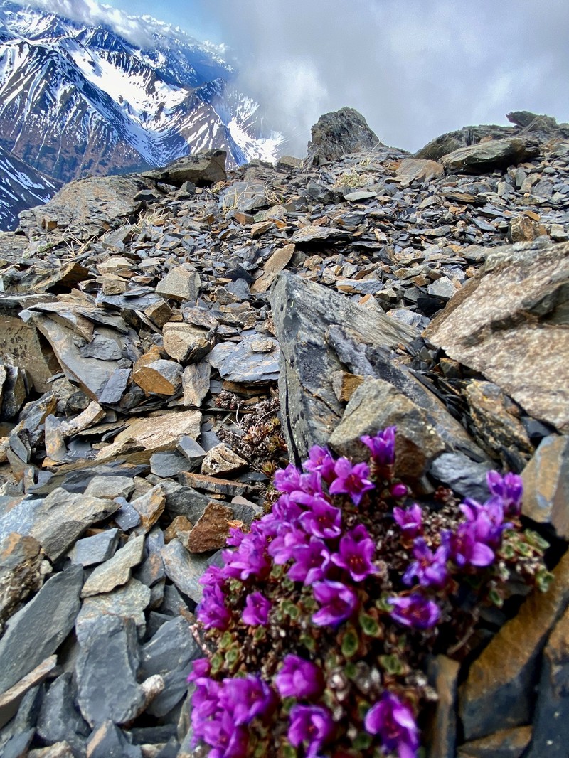 Saxifraga oppositifolia subsp. smalliana photo 5