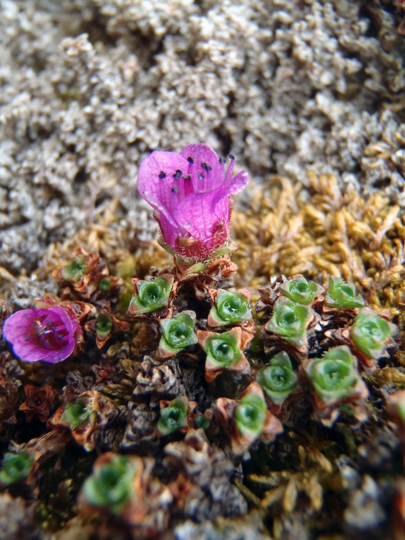 Saxifraga oppositifolia subsp. smalliana photo 7