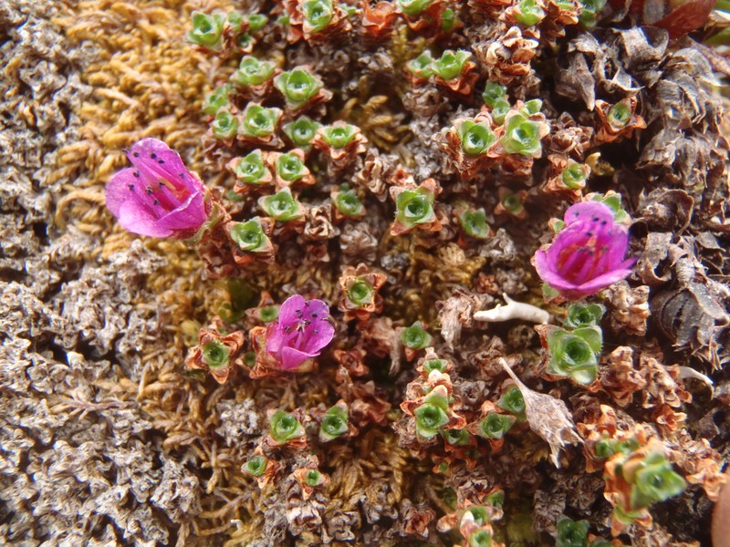 Saxifraga oppositifolia subsp. smalliana photo 8