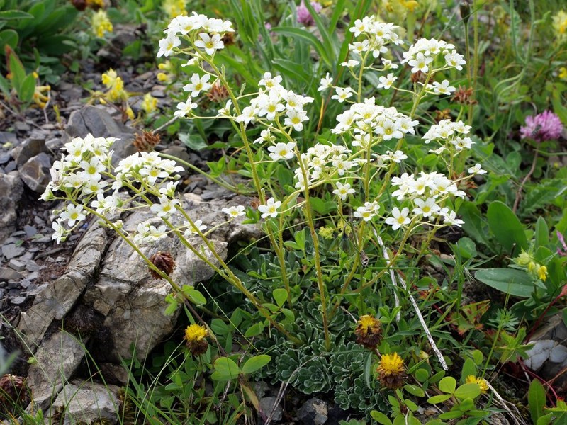 White Mountain Saxifrage photo 4