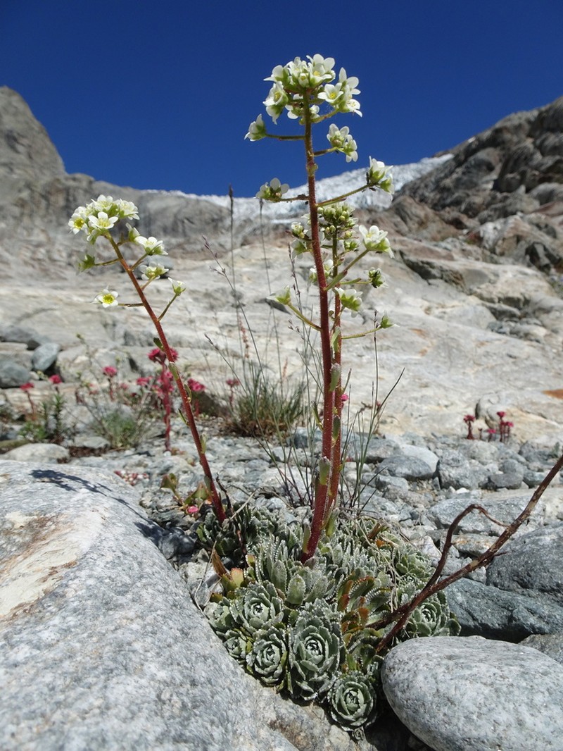 White Mountain Saxifrage photo 5