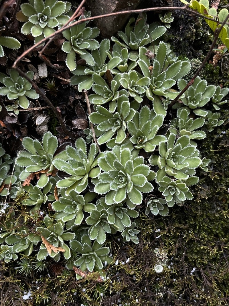 White Mountain Saxifrage photo 6
