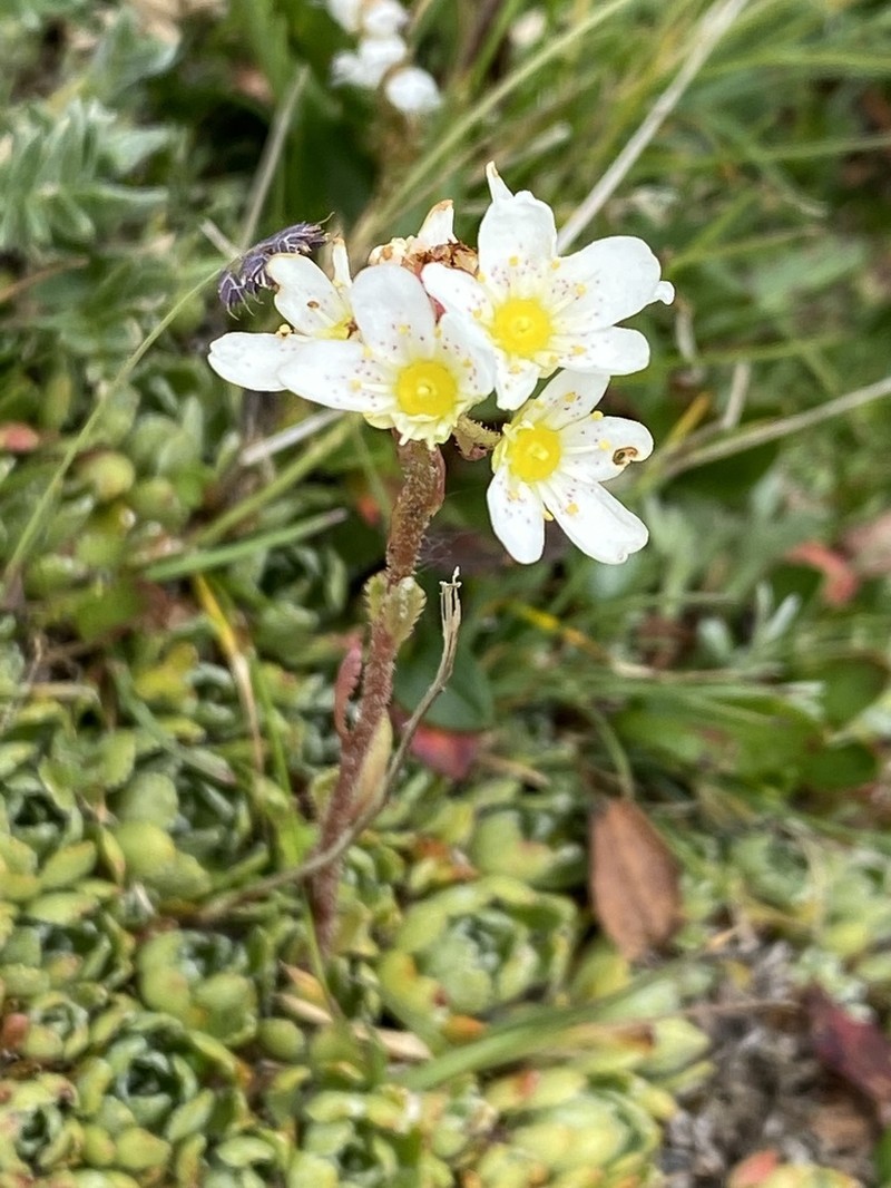 White Mountain Saxifrage photo 7