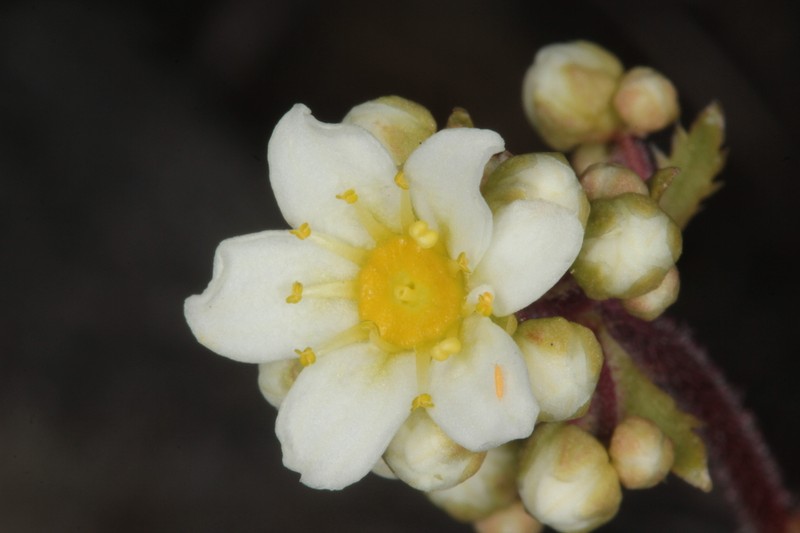 White Mountain Saxifrage photo 8