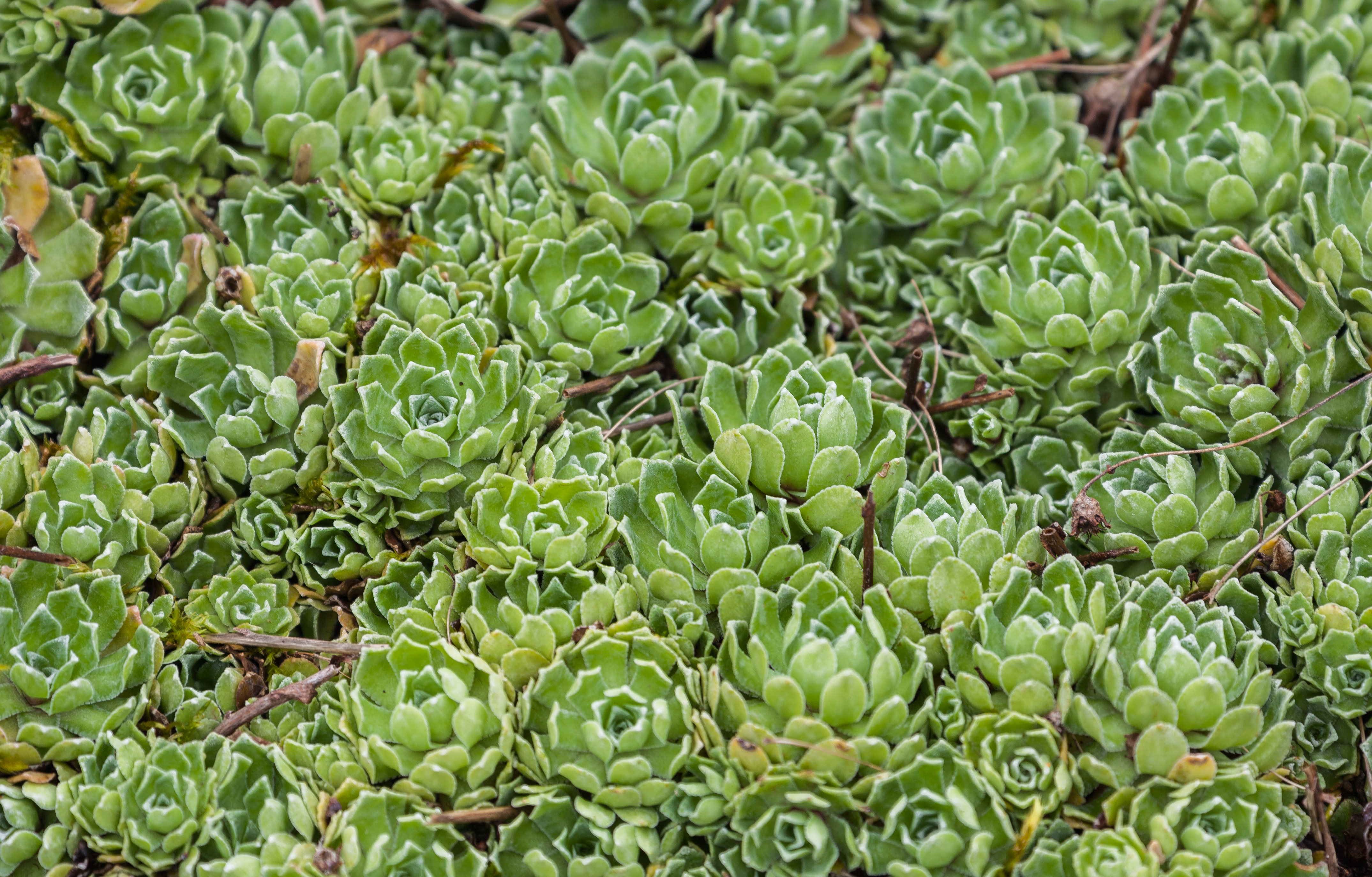 White Mountain Saxifrage photo 5