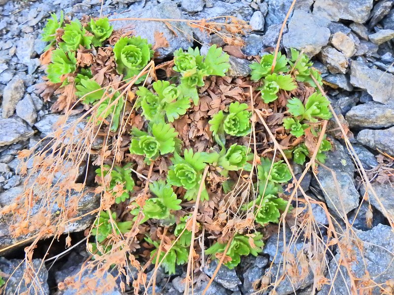 Saxifraga pedemontana subsp. pedemontana
