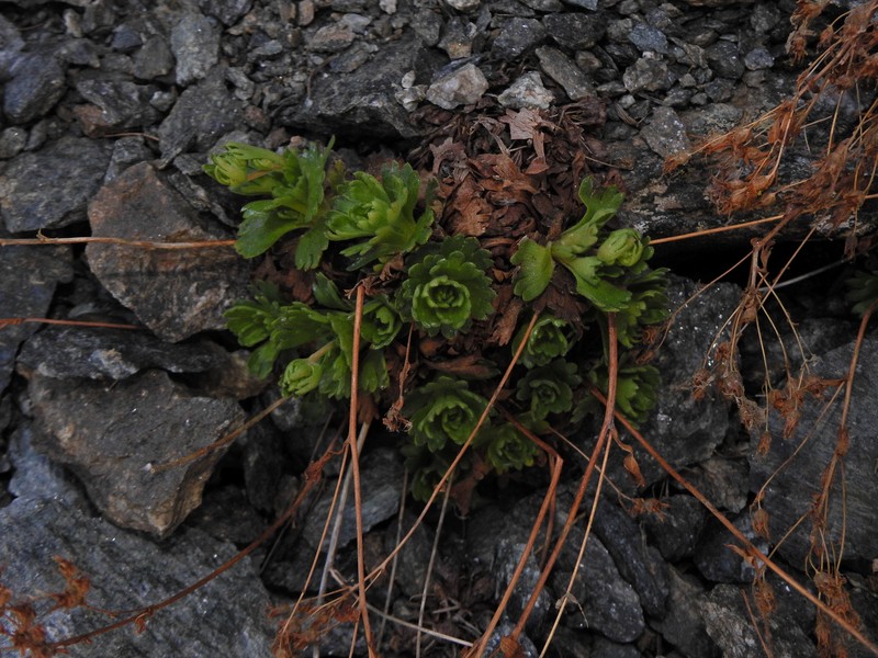 Saxifraga pedemontana subsp. pedemontana photo 2