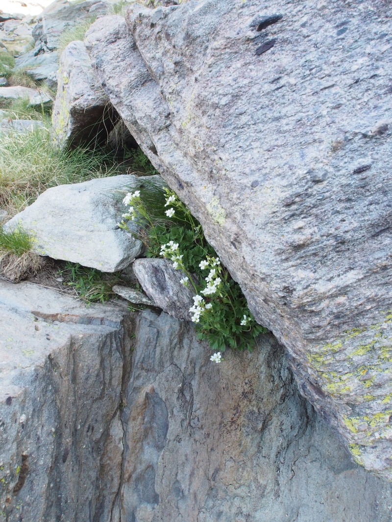 Saxifraga pedemontana subsp. pedemontana photo 4