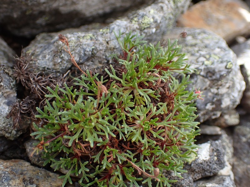 Saxifraga pentadactylis subsp. pentadactylis