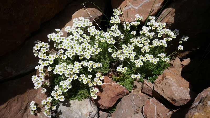 Saxifraga pubescens subsp. pubescens