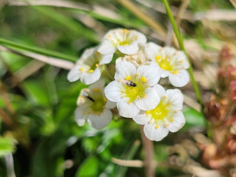 Saxifraga pubescens subsp. pubescens photo 2