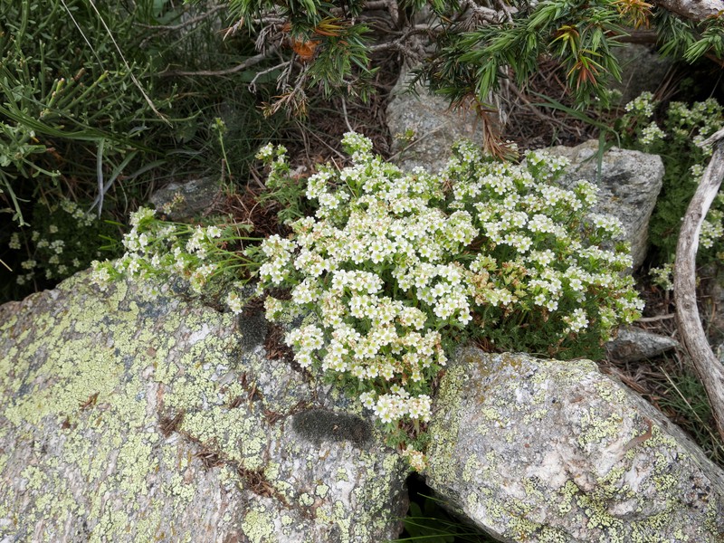 Saxifraga pubescens subsp. pubescens photo 3