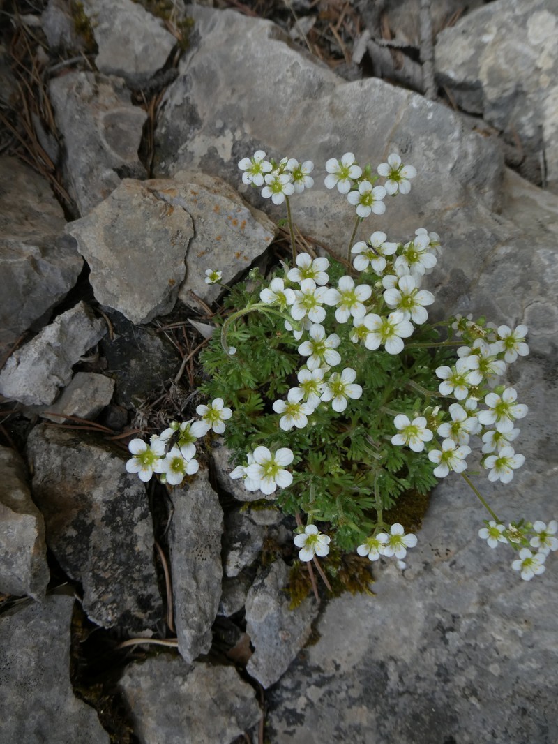Saxifraga pubescens subsp. pubescens photo 4