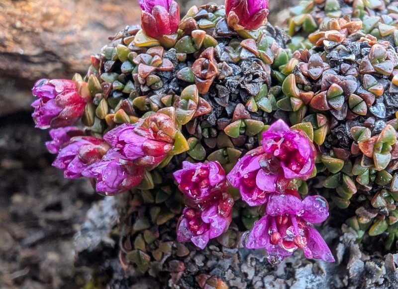 Saxifraga retusa subsp. retusa