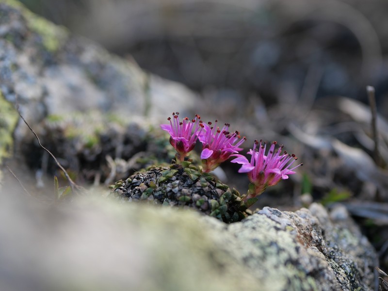 Saxifraga retusa subsp. retusa photo 2