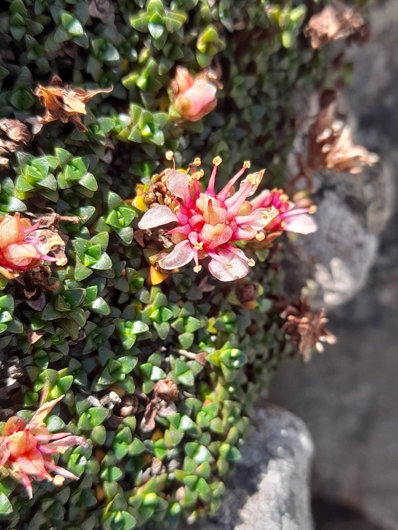 Saxifraga retusa subsp. retusa photo 3