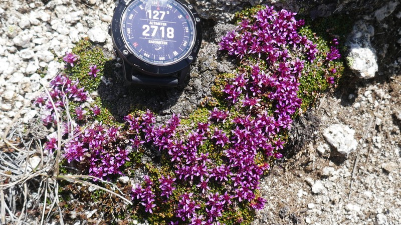Saxifraga retusa subsp. retusa photo 4