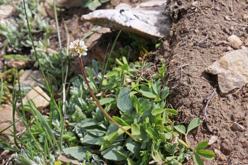 Diamondleaf Saxifrage photo 6