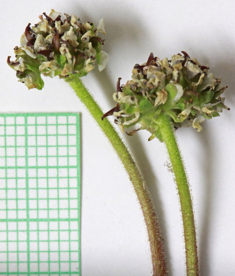 Diamondleaf Saxifrage