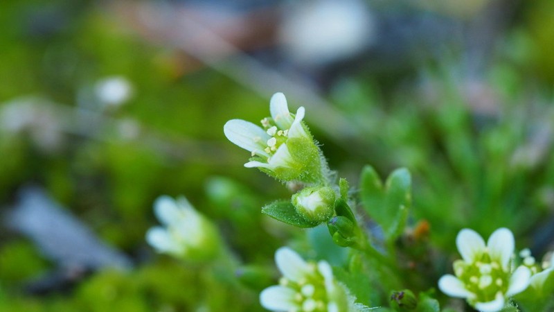 Weak Saxifrage photo 3