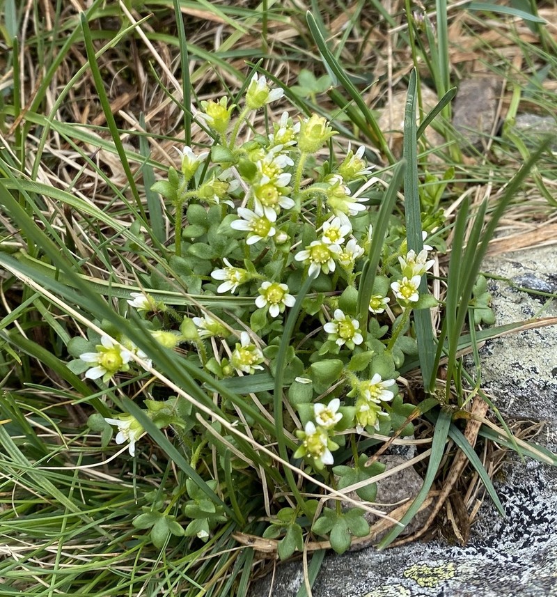 Weak Saxifrage photo 4