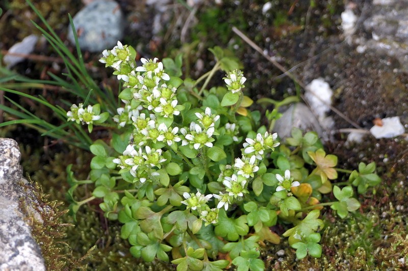 Weak Saxifrage photo 5
