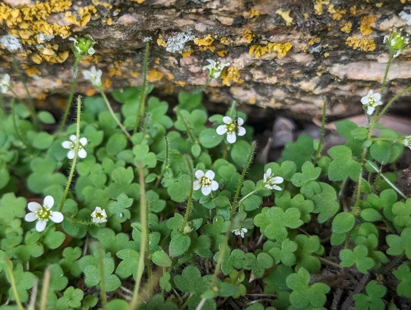 Weak Saxifrage photo 6