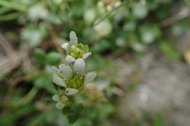 Weak Saxifrage photo 7