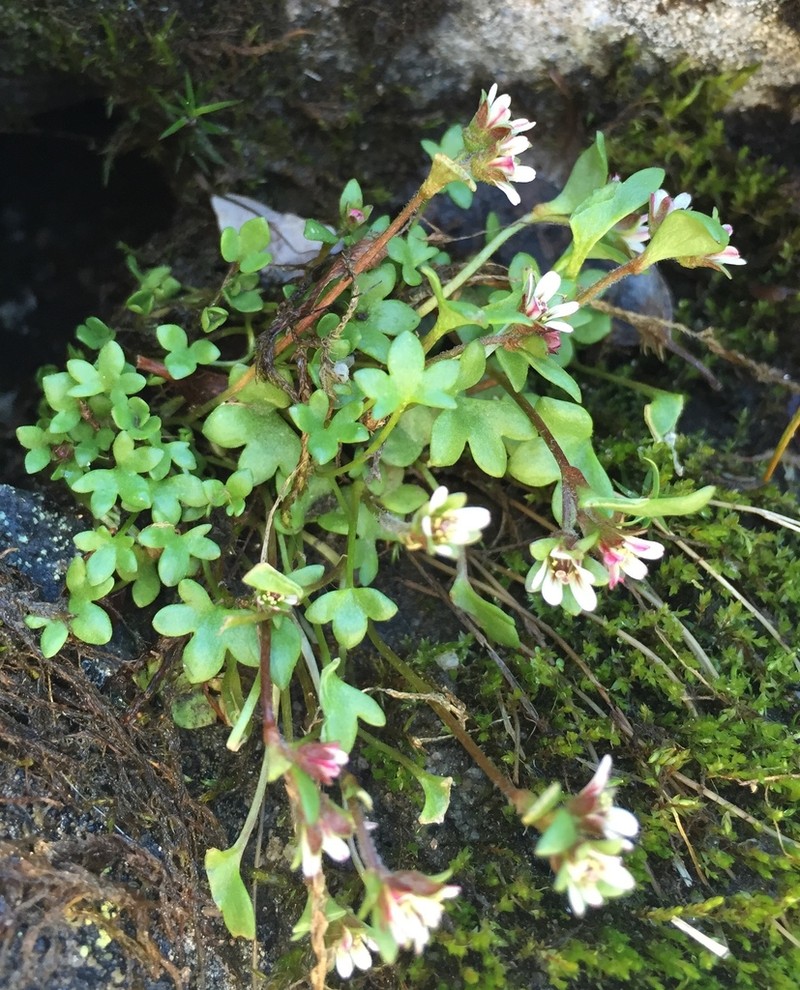 Weak Saxifrage photo 8