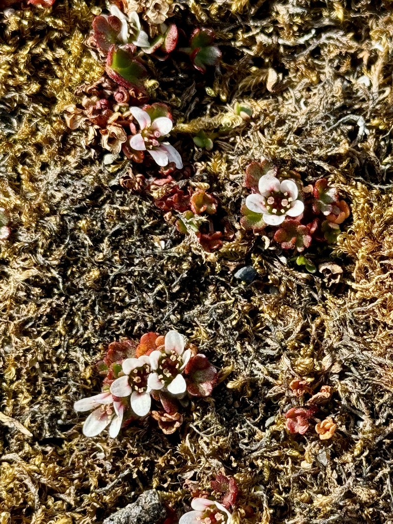 Saxifraga rivularis subsp. arctolitoralis