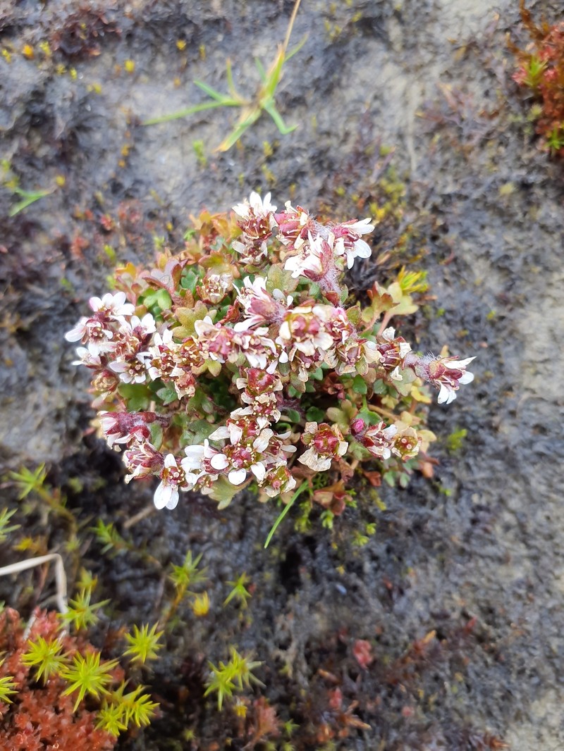 Saxifraga rivularis subsp. arctolitoralis photo 2