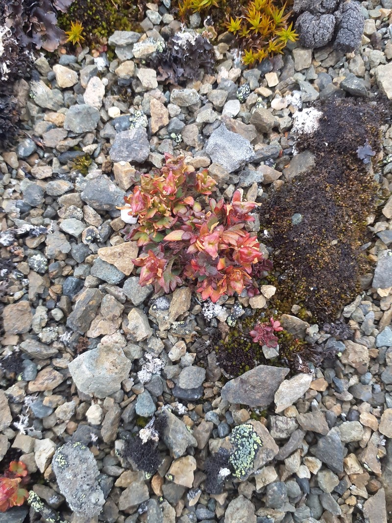 Saxifraga rivularis subsp. arctolitoralis photo 3