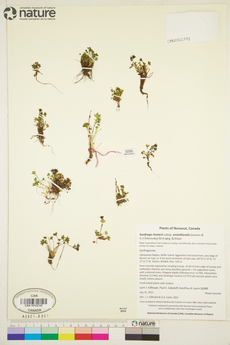 Saxifraga rivularis subsp. arctolitoralis photo 4